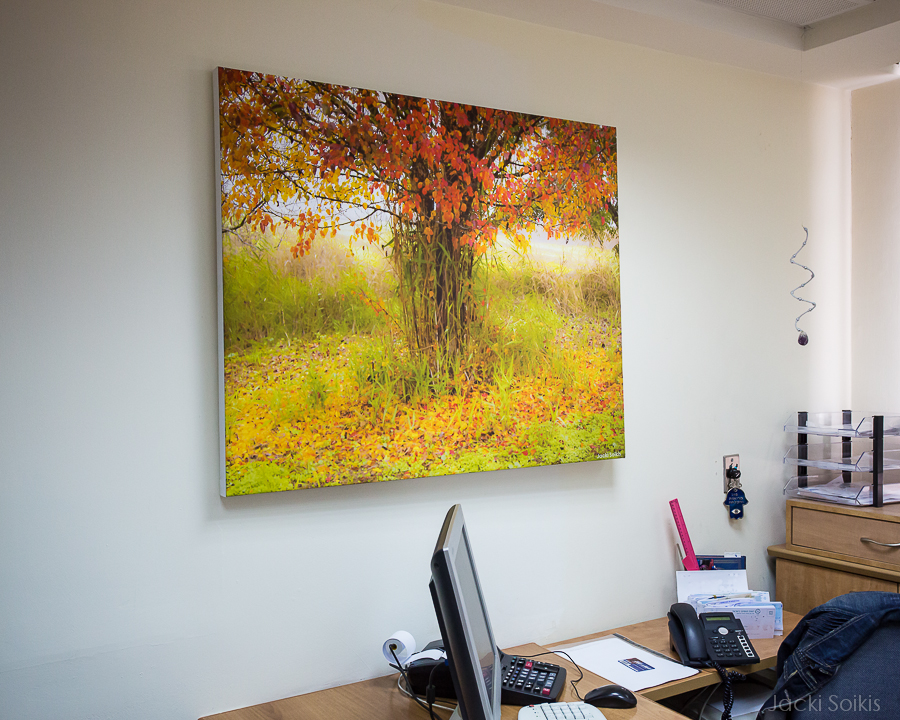 התמונה עץ בשלכת צולמה בסתיו באגמון החולה